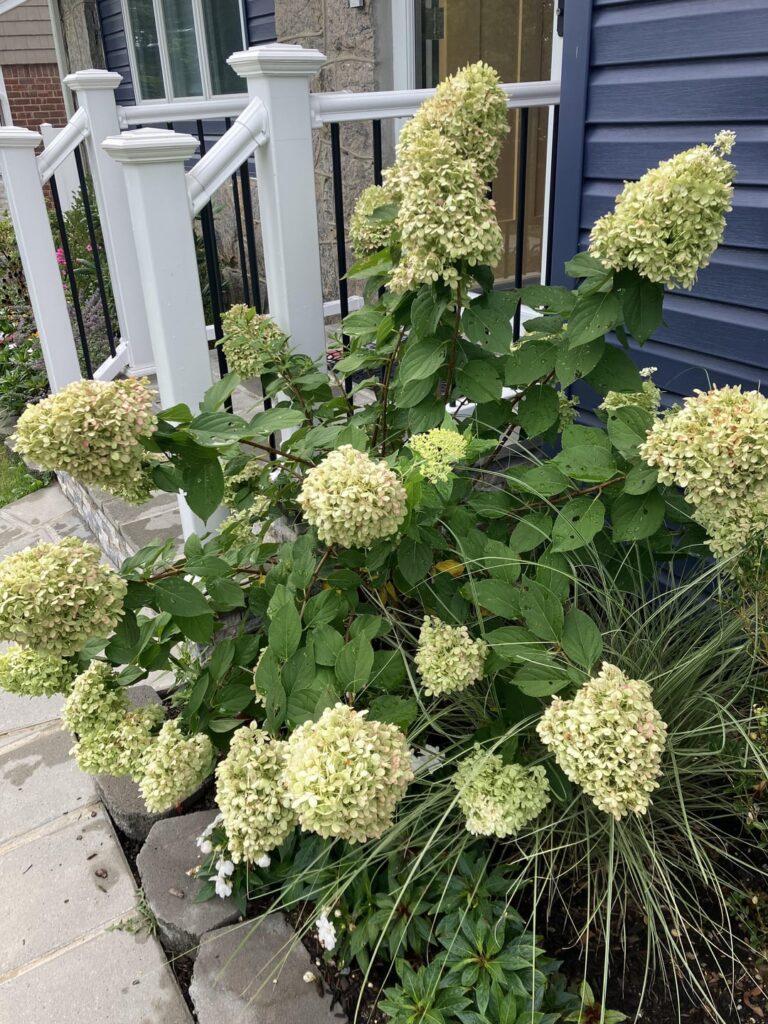Why did my hydrangea flowers turn this off-white color?