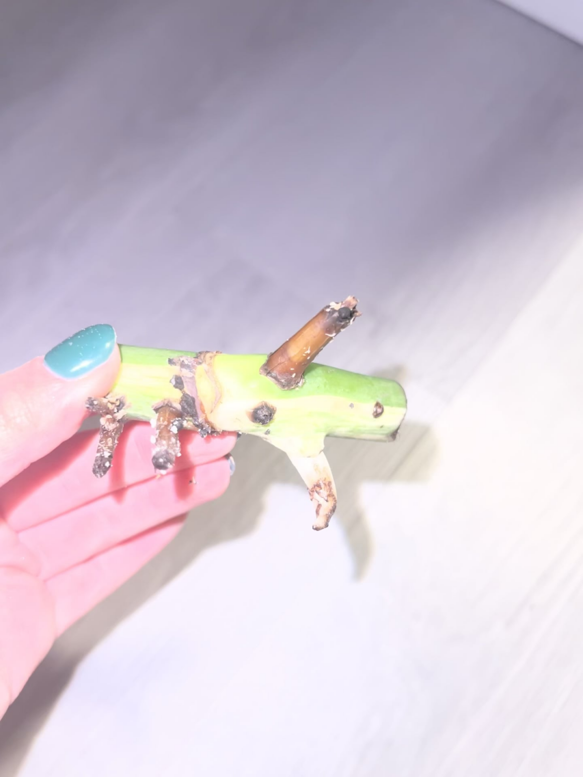 Monstera Albo Node Rot?