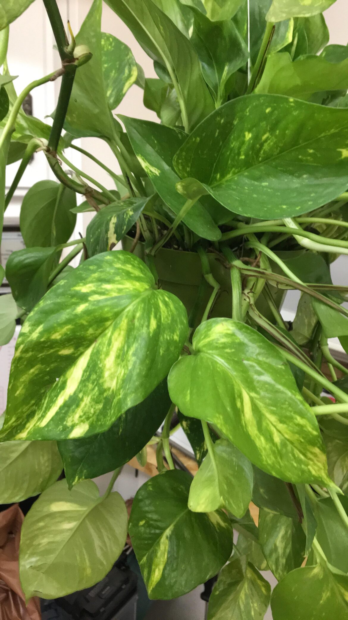 what kind of pothos is this?