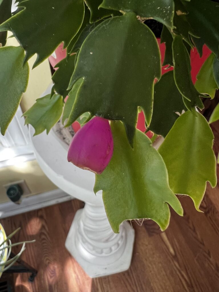 What’s up with this thanksgiving/holiday cactus? What’s up with this thanksgiving/holiday cactus?