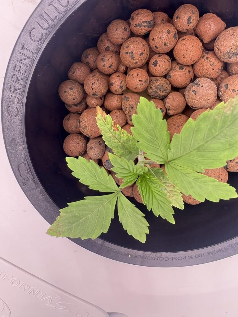 Help what’s wrong with this plant ph issue? Nutrient burn