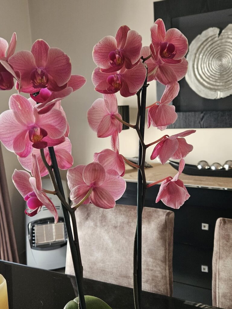 Can anyone tell us if this beauty is okay and if we are doing anything wrong??