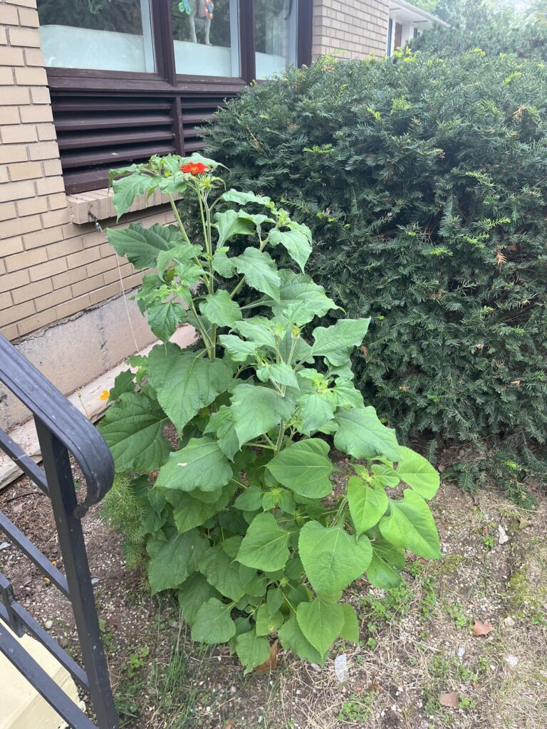 What is this plant we thought was a sunflower? The flowers coming out do not look like sunflowers.