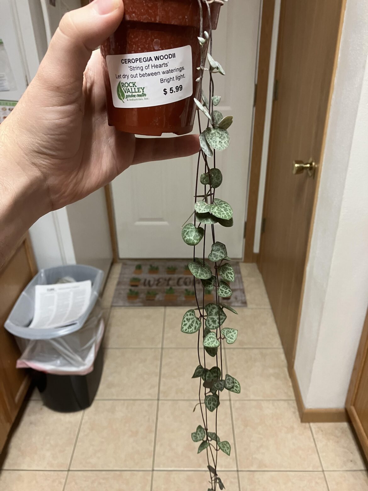 I wanted a plant that took up almost no upward vertical space …. Also those flowers are interesting