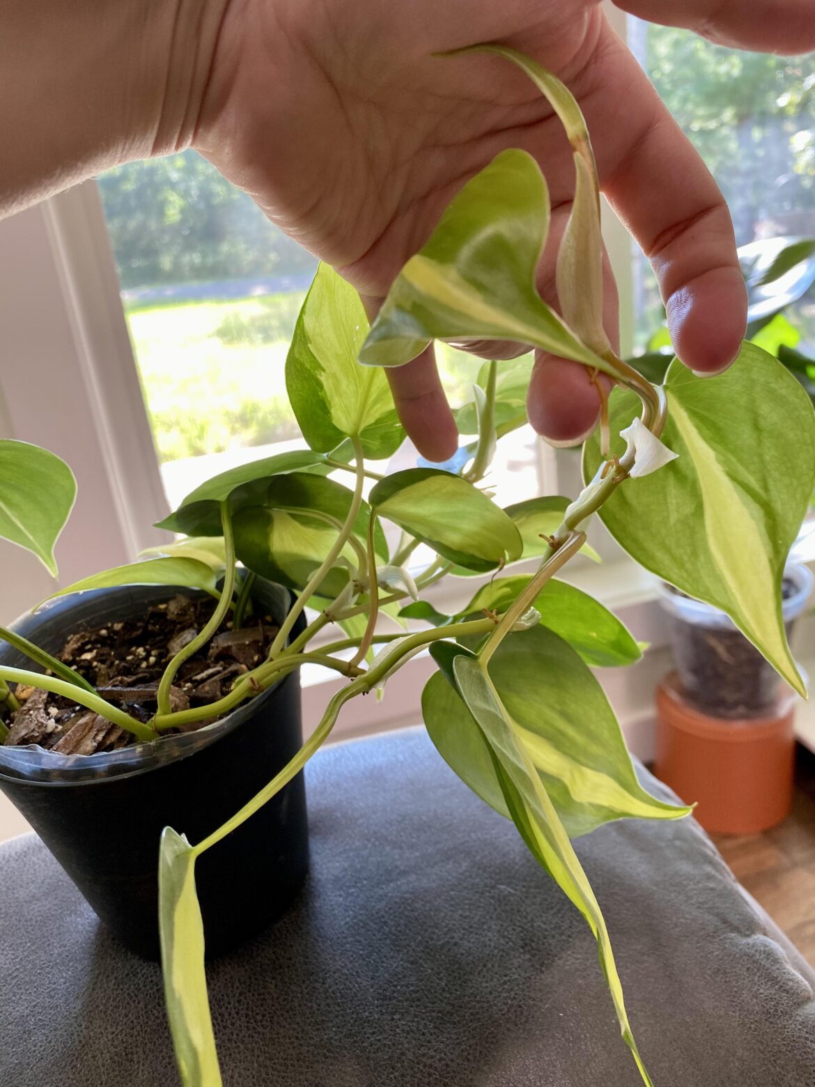 Is this long enough to chop and prop? I want to start filling out the pot, but I can wait if I have too ☺️