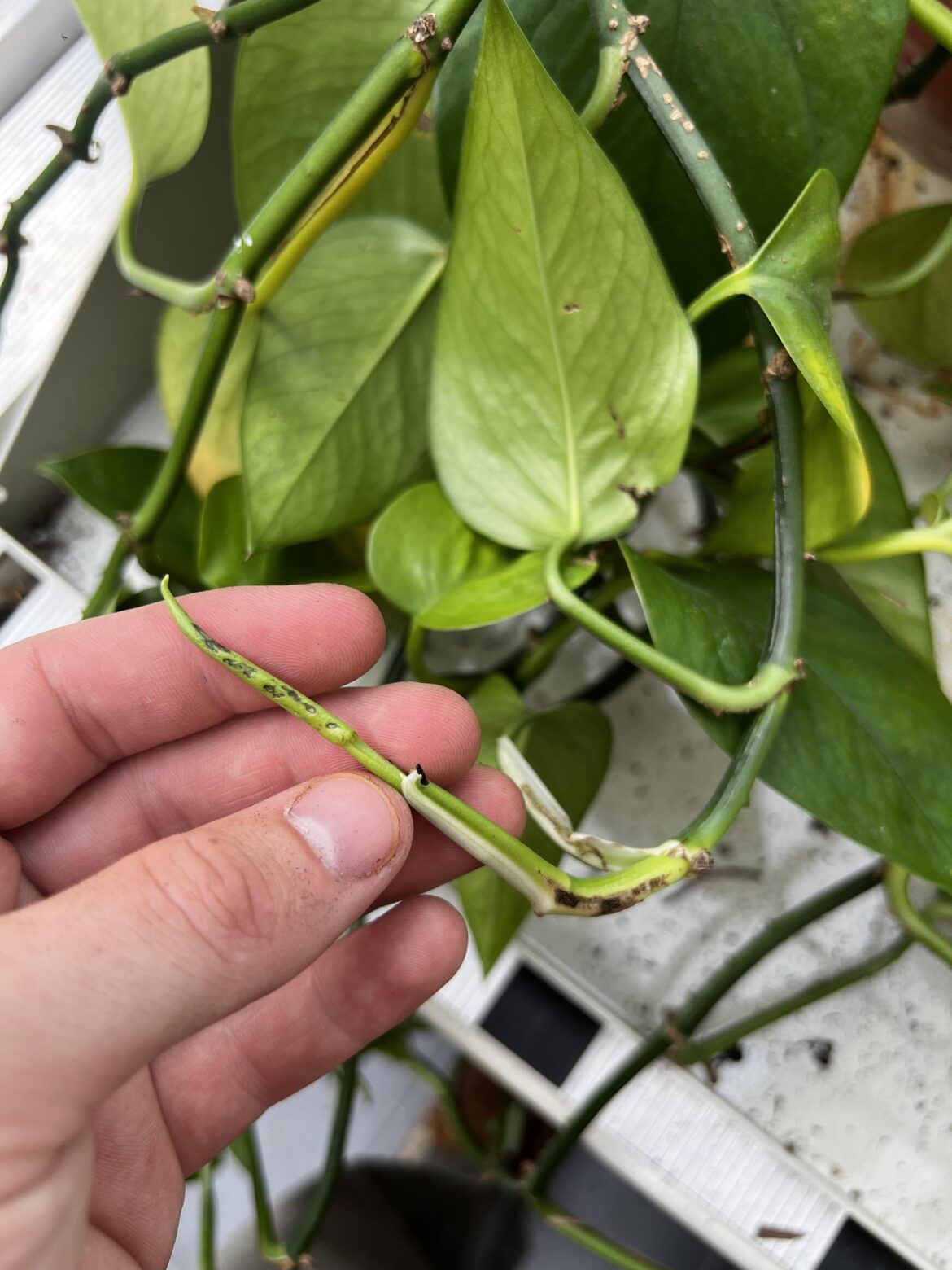 What are these dark spots on my potho’s new growth?