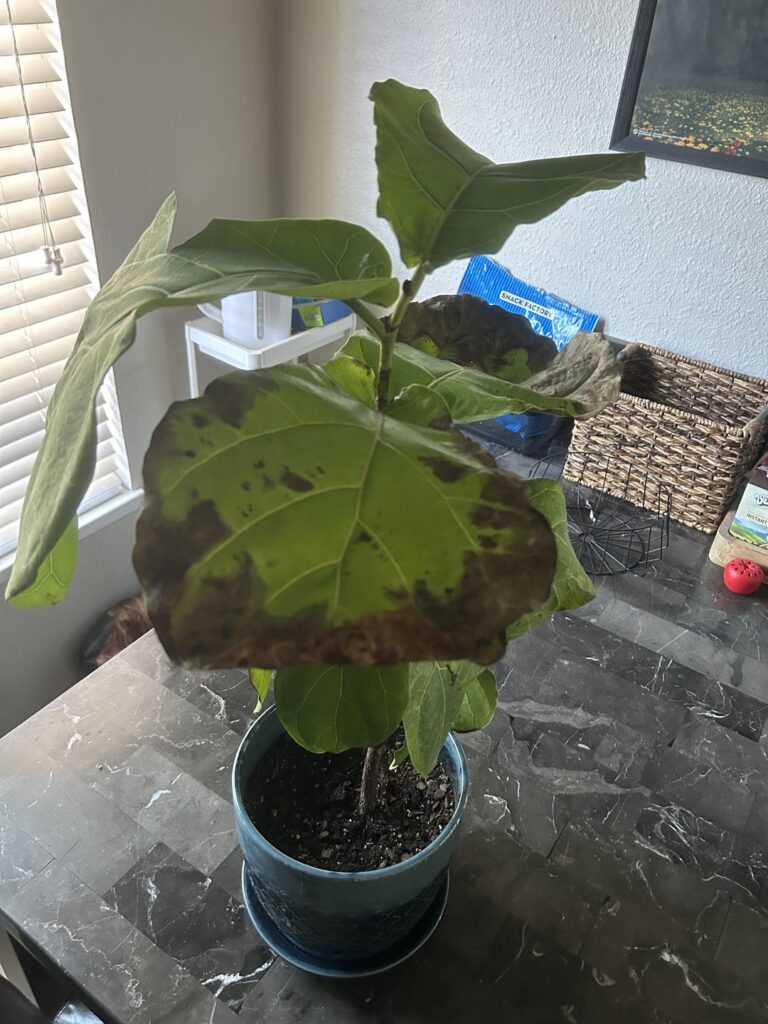 What should I do with my ficus? What should I do with my ficus?