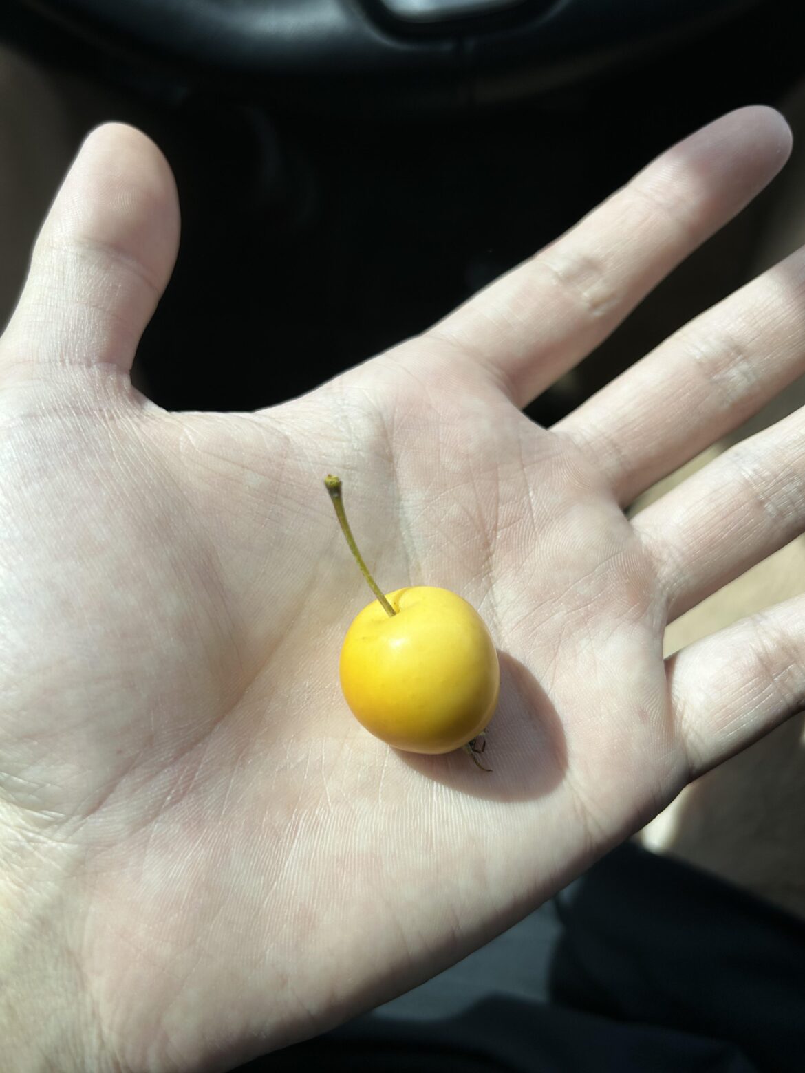 Husk Cherry?? NE Ohio