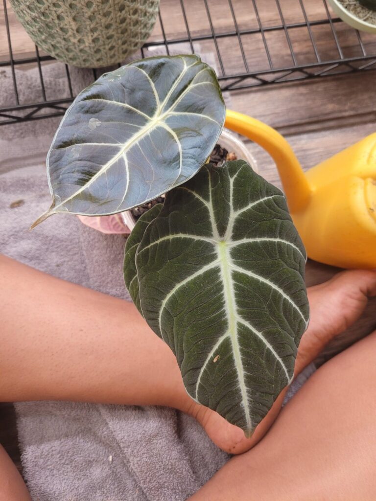 Jumping Alocasia Bulbils!? Jumping Alocasia Bulbils!?
