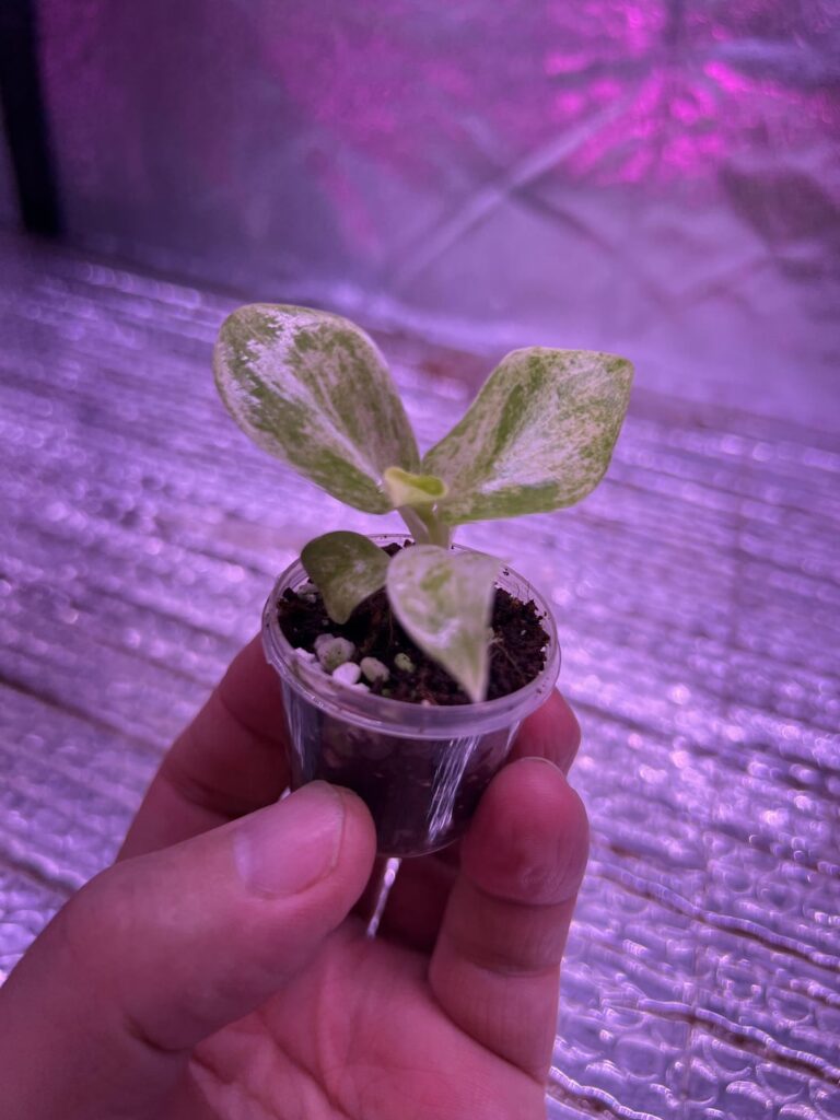 Little Giganteum Blizzard