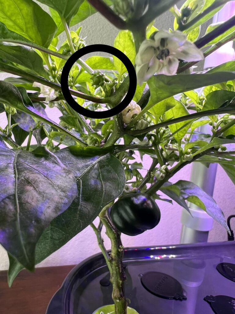 Mini Peppers Not Growing Despite Pollination Mini Peppers Not Growing Despite Pollination