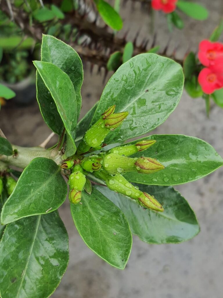 Pachypodium blooming season is here again.