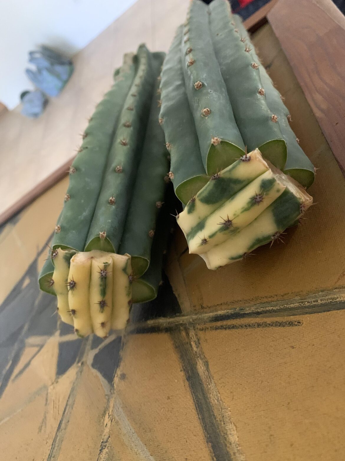 Think I’ll get a variegated pup?