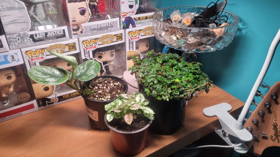 Bit of a updated indoor light setup :)