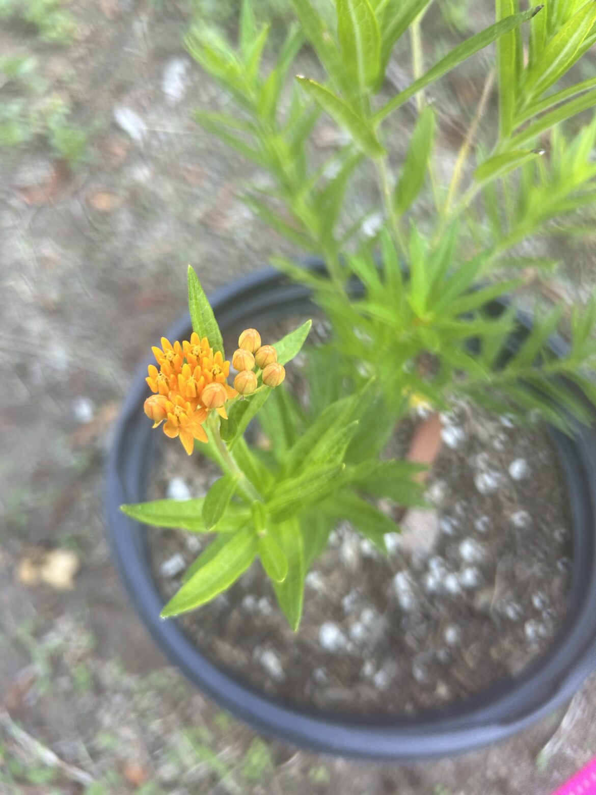 After over a year, my Asclepias tuberosa (butterfly milkweed) grown from seed finally bloomed!!!
