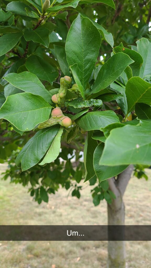 GF's parents say it's magnolia (farmington, mn)