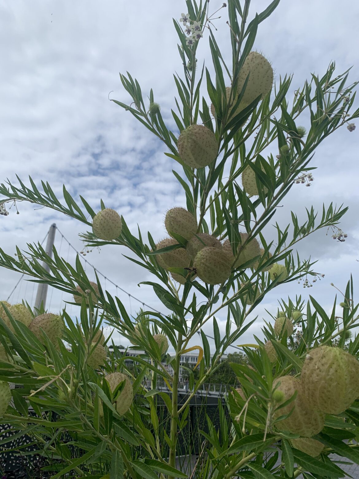 Any idea what this is?? Found in Columbus OH