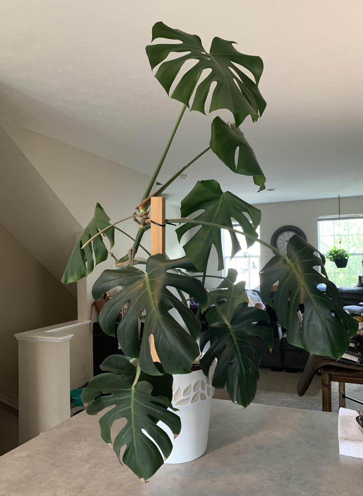 So I expressed my newfound interest in house plants to my dad… 20 mins later I was leaving with this