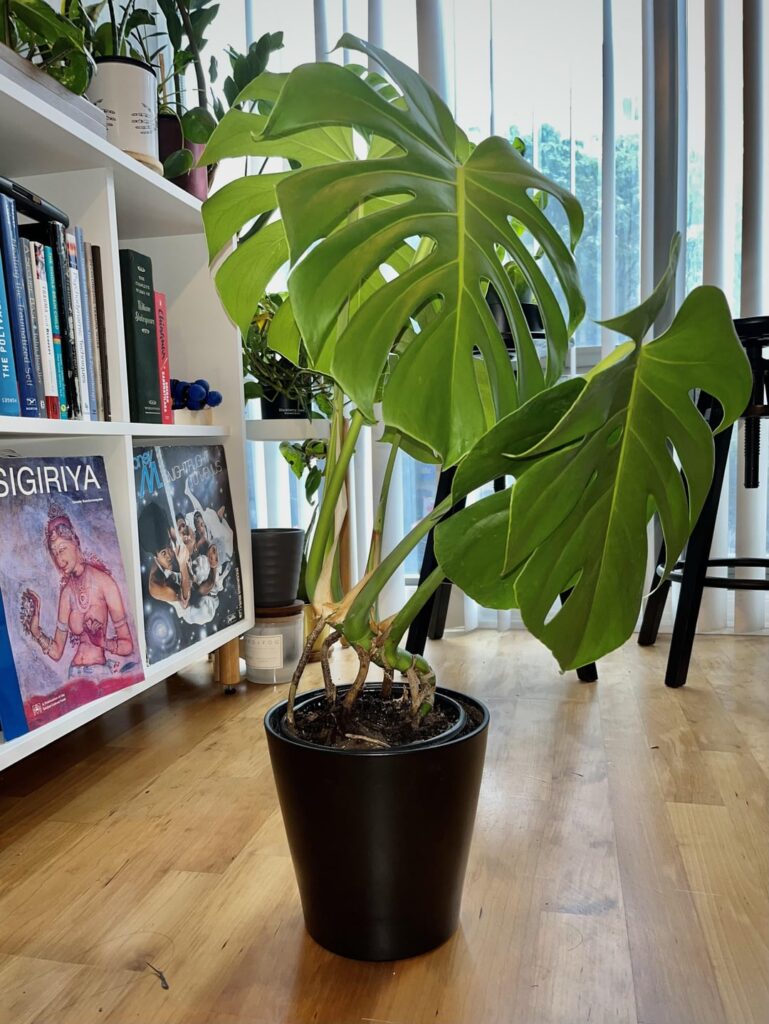 No Moss Pole, No Problem