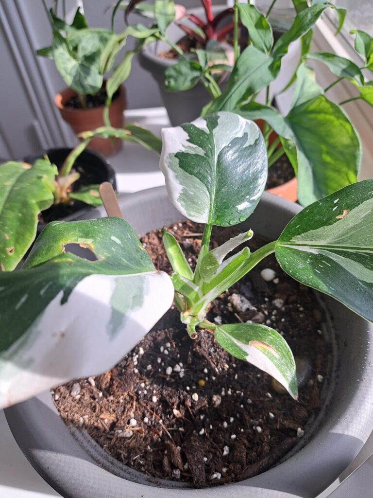 Excited for this new leaf!