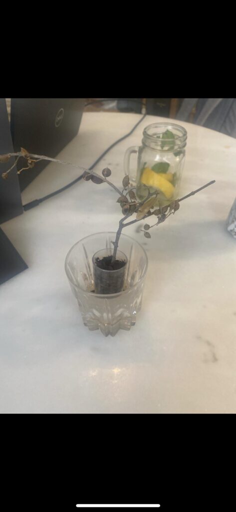 I took a branch off my Grandfather’s olive tree in Greece & took it home with me. How do I propagate it? It doesn’t look like it’s doing well. It’s been 2 months in the soil and still no roots