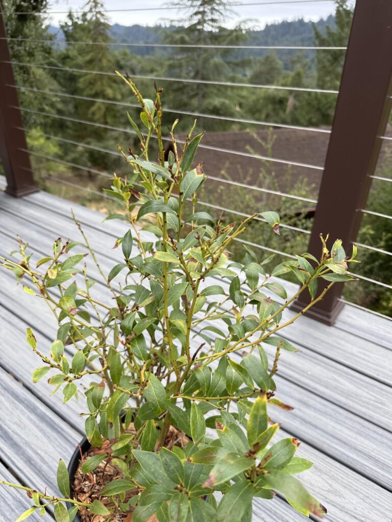 What it wrong with my blueberry bush