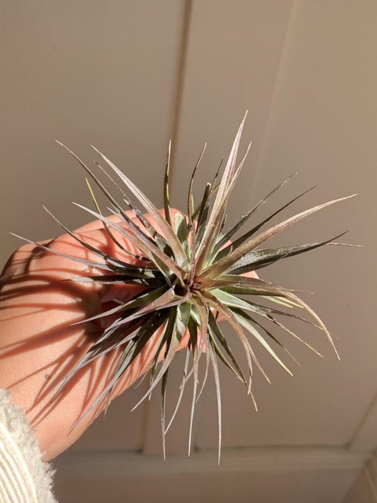 Got these two recently from a local shop. Yippee ‼️❤️‍🔥