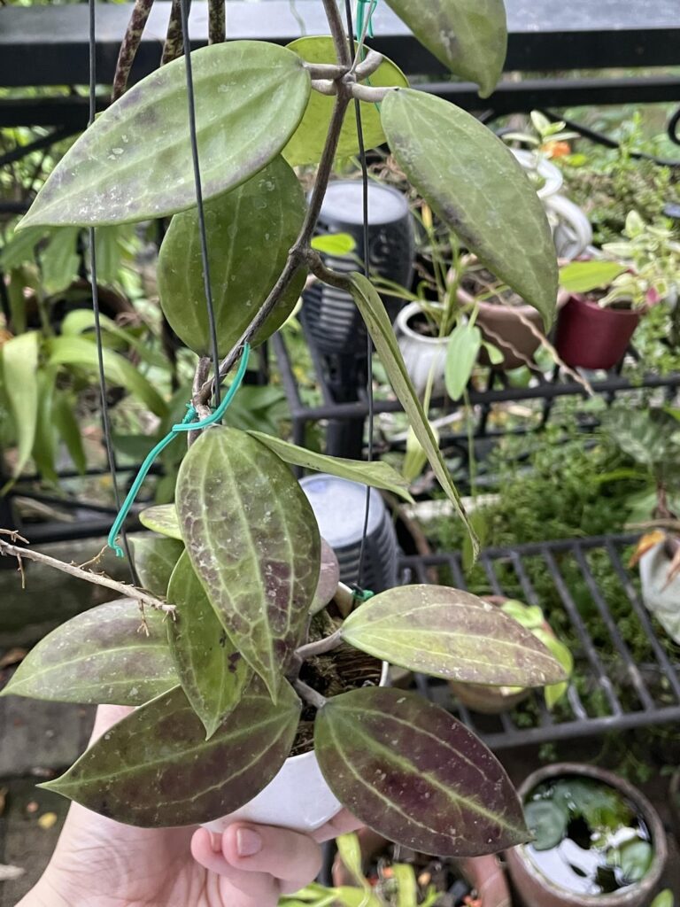 Help! I don’t know what this is. I don’t have a pic of flowers, because it always pops flowers when I’m away. (Also yes, more seed pods)