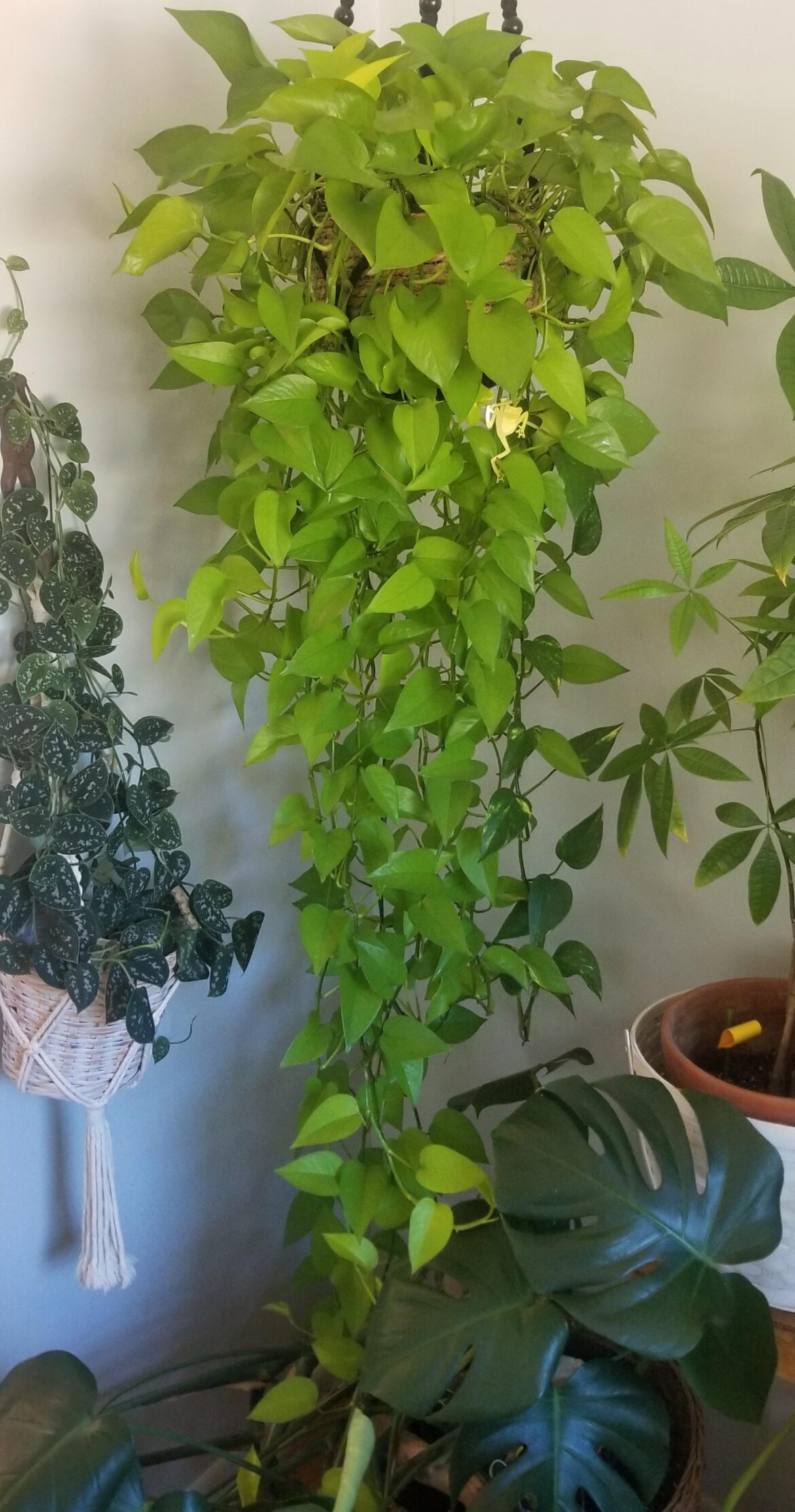 I love this neon pothos