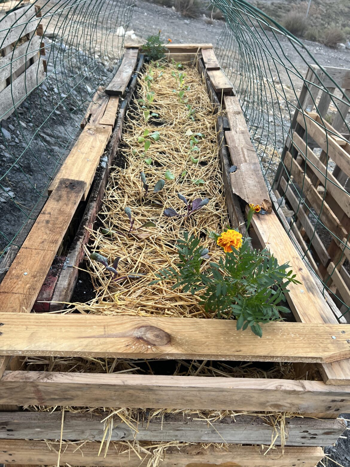 Built our second raised bed out of scrap materials