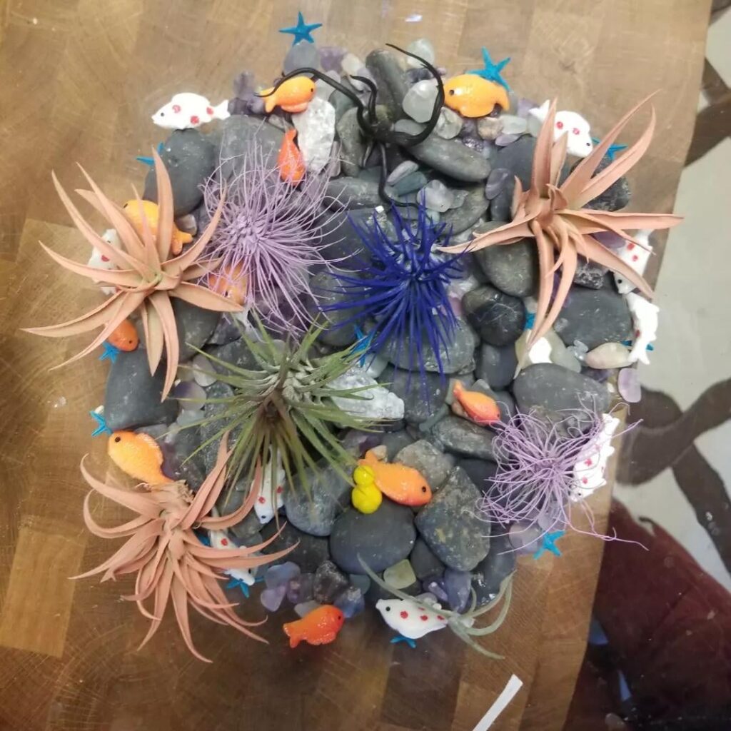 Air plant fishbowl