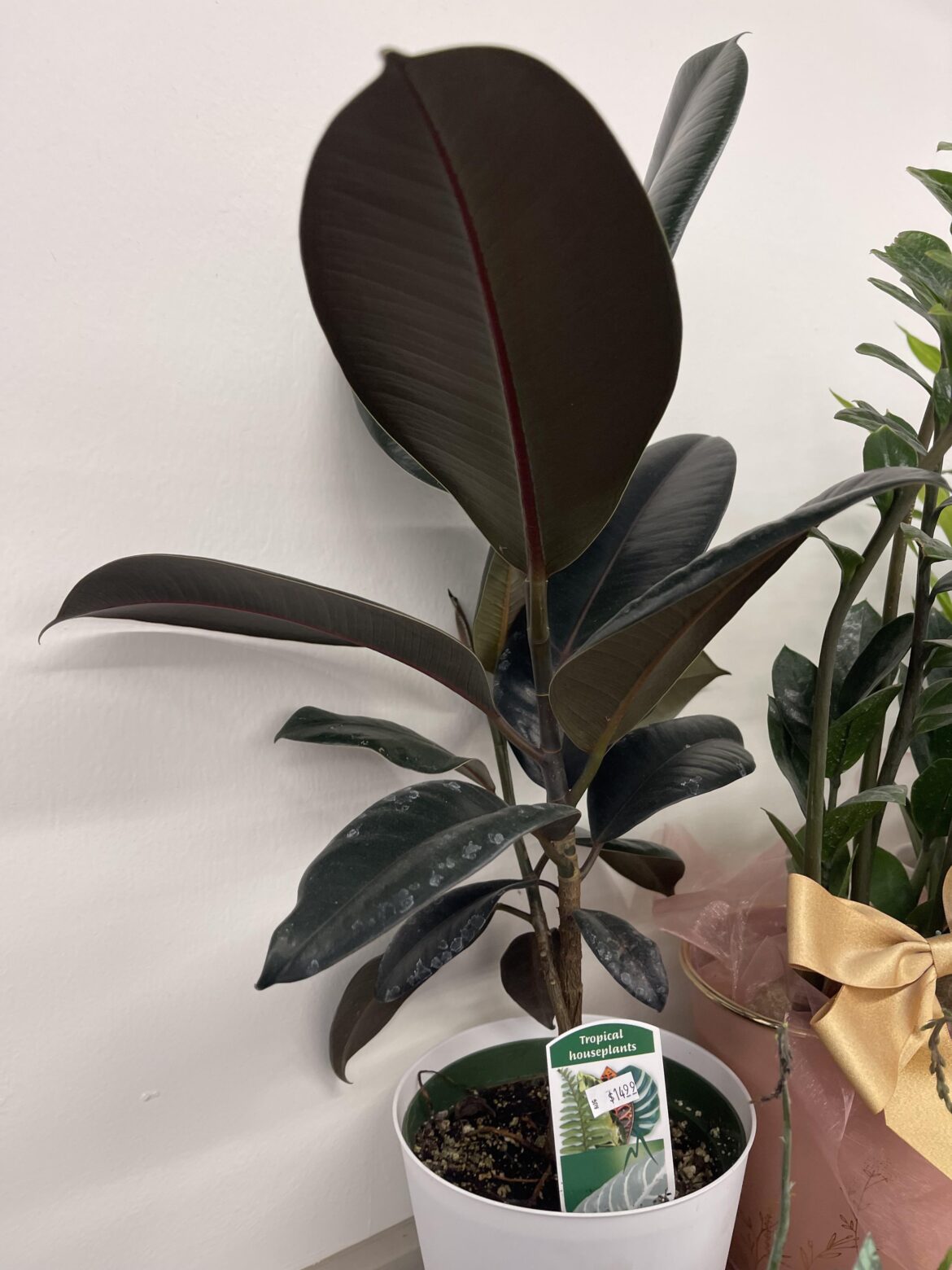 I thought this plant was pretty, is it worth the 14.99$?
