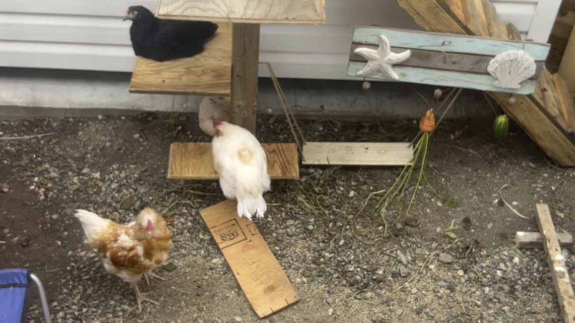 Why does my rooster do this?