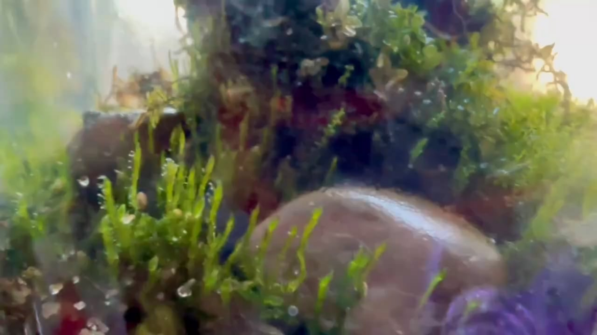 6 months old mossarium