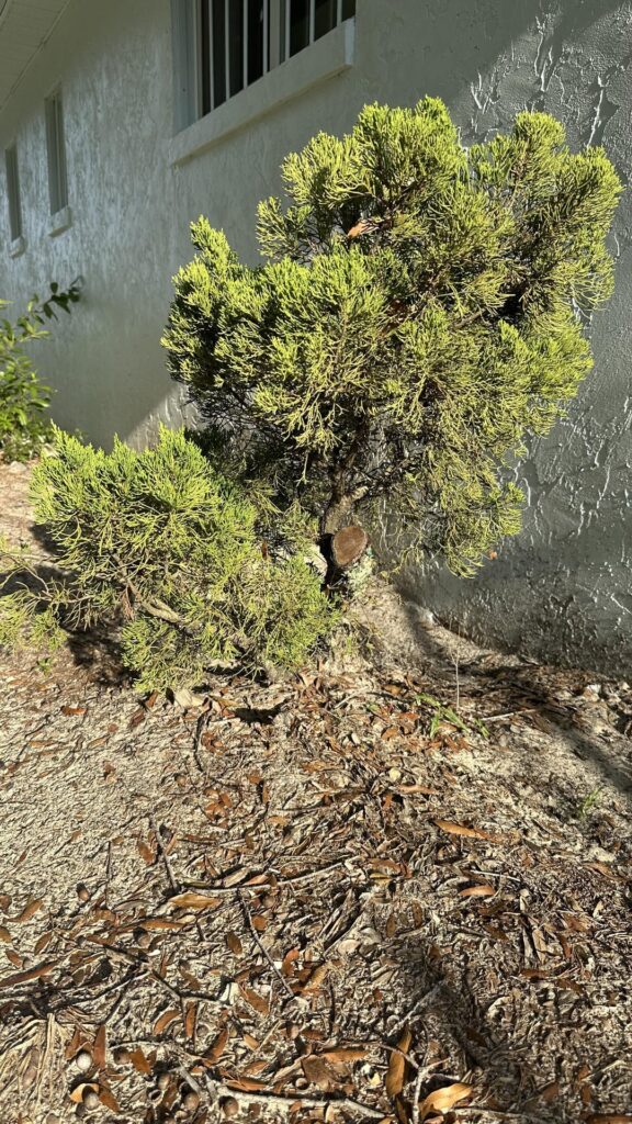 What do you think of this material? Worth collecting? What do you think of this material? Worth collecting?