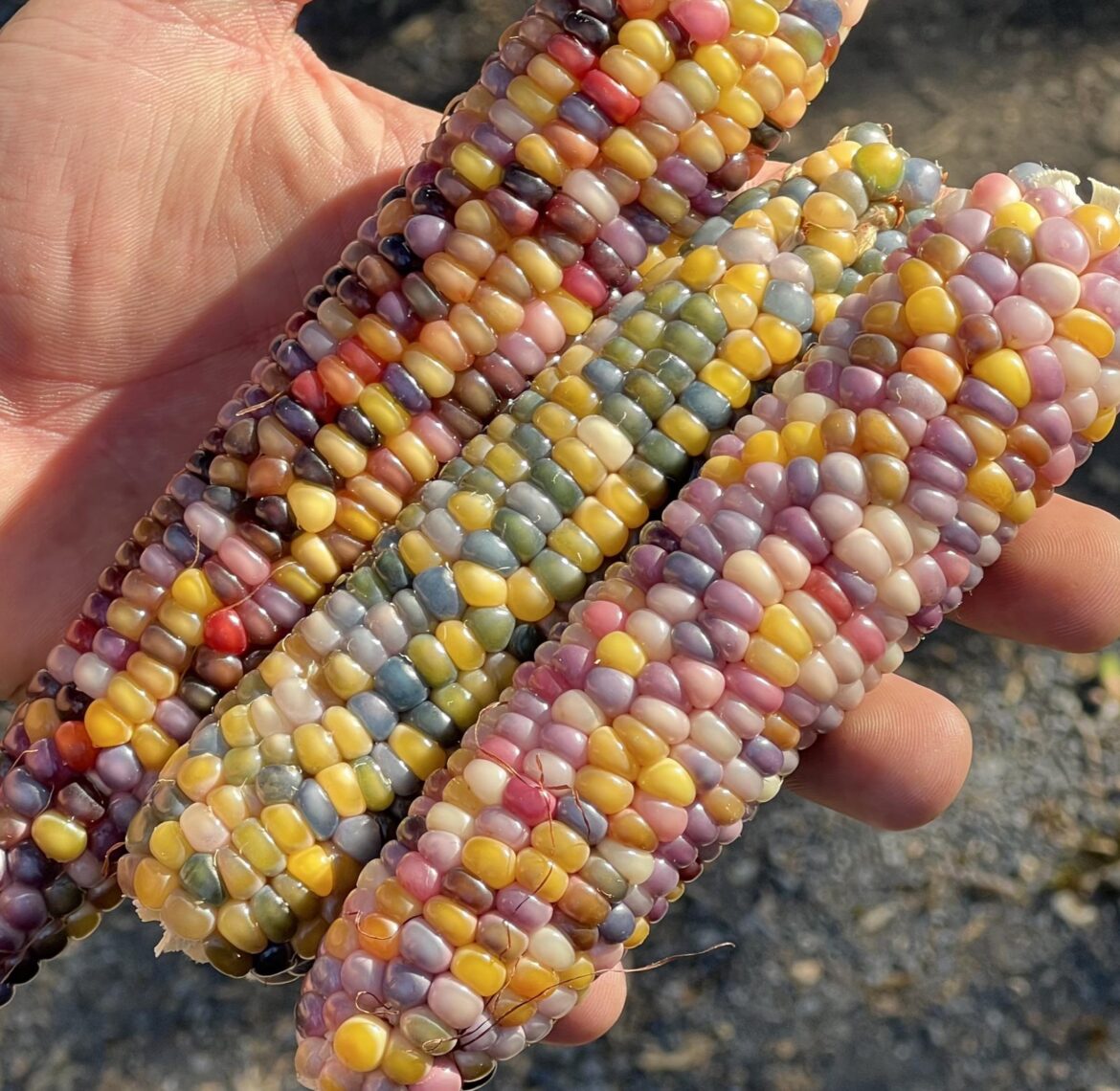 Glass Gem Corn is some beautiful stuff