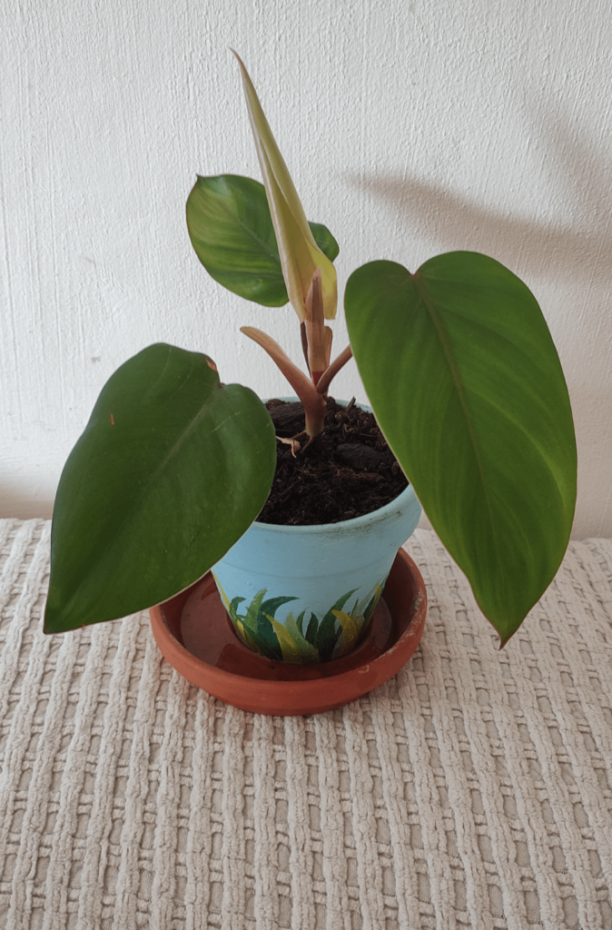 Hi, could anyone please help identify?