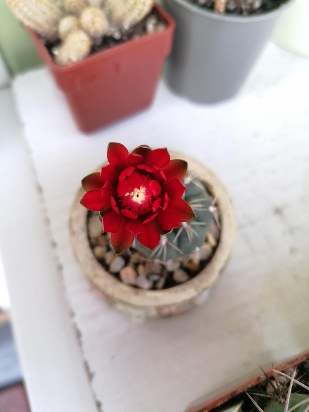 This stunning flower deserves its own post tbh