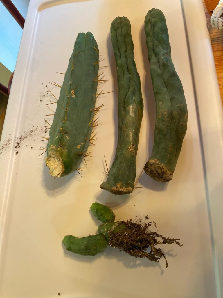 Big Thanks to Junescactus for the new babies!