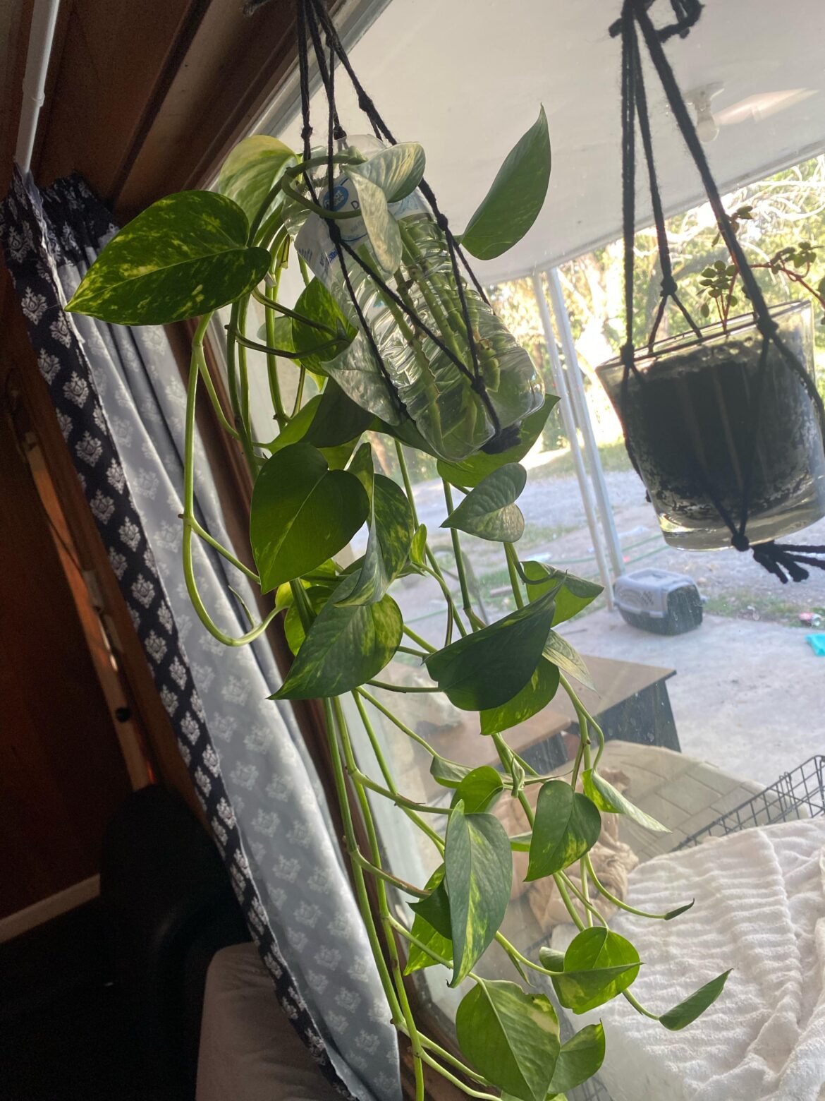 Anyone know which pothos this is?