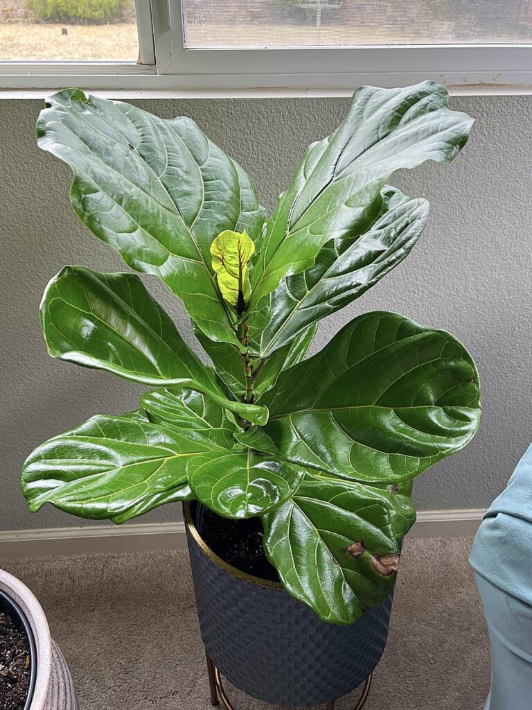 First new leaves! He’s so happy! 🍃