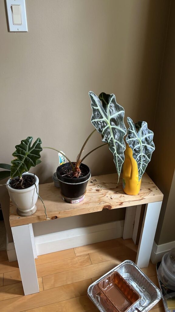 Update! Link to old posts in body