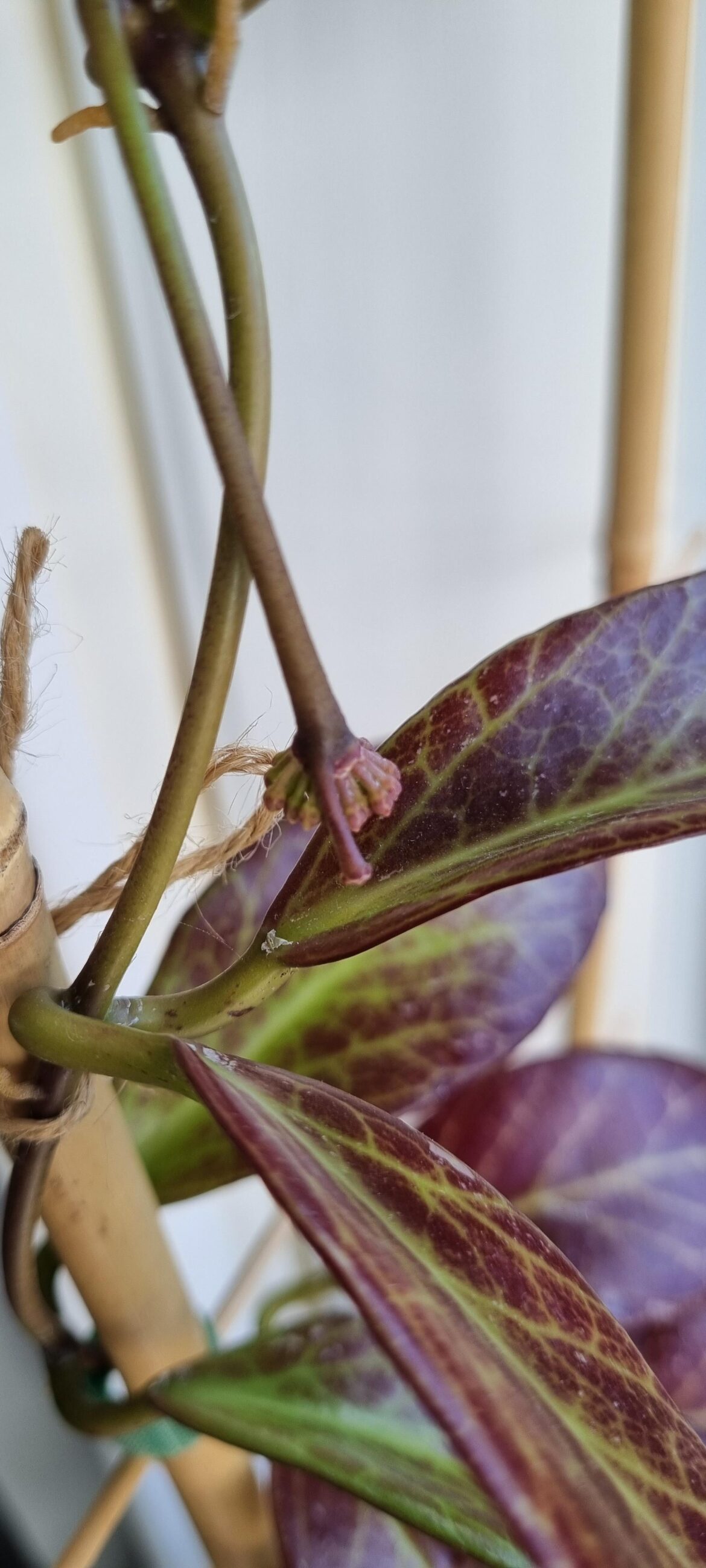 Overachiever Hoya sunrise 🌞