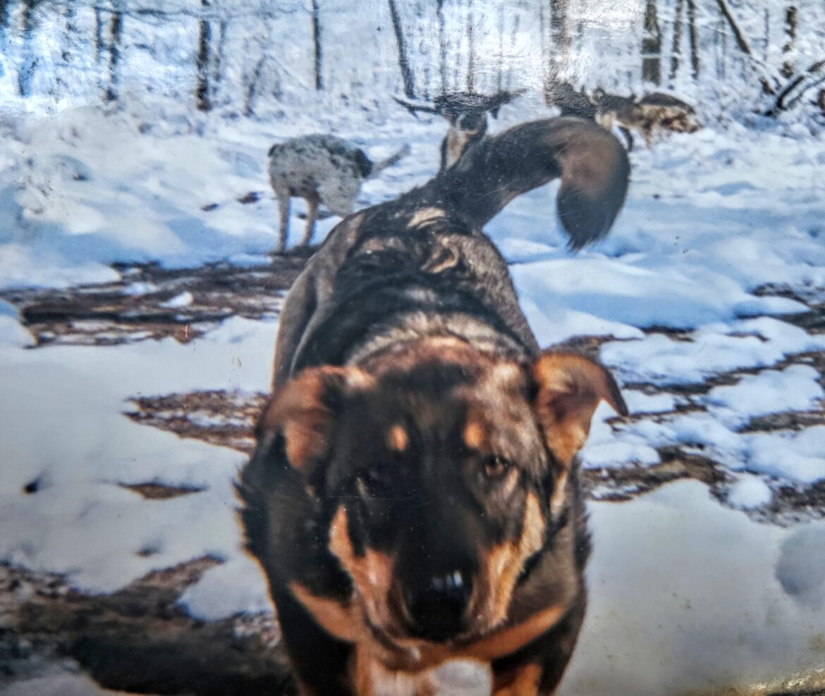 I commented on a post over the weekend about having a Coyote/Rottweiler mix on my land. I was asked to show a photograph, yet wasn't able to post it in the comments.