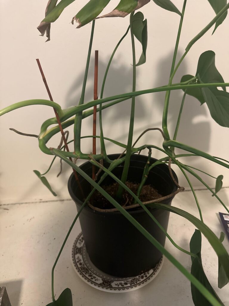 My monstera’s stem has an S curve. Any advice on how I might straighten it up? My monstera’s stem has an S curve. Any advice on how I might straighten it up?