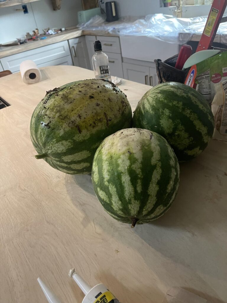 Do you have to wait 4 days to cut into a watermelon after harvesting Do you have to wait 4 days to cut into a watermelon after harvesting