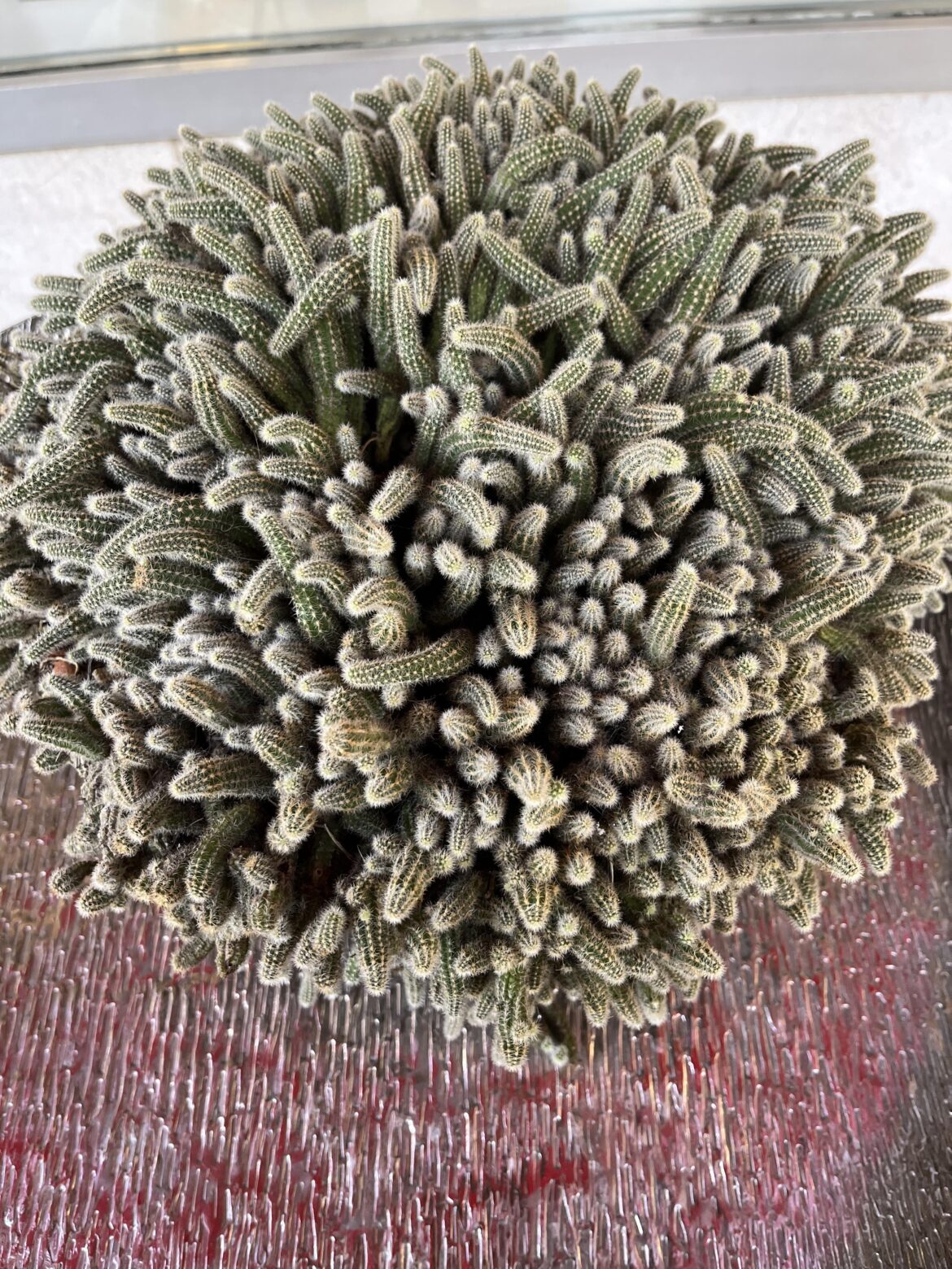 What is this soft little guy? (I named him Aggie)