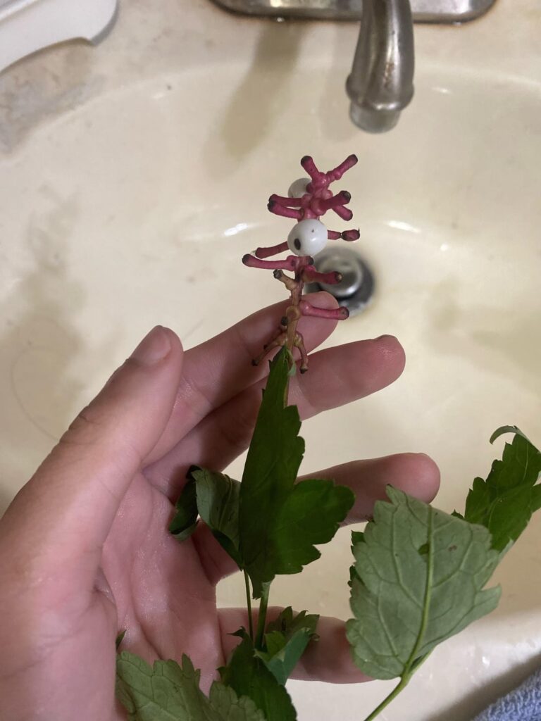 What are those berries?