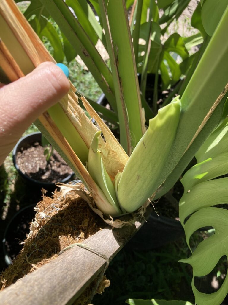 Is my beautiful beast giving me a flower? 😅