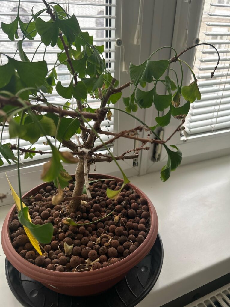 What is my Ginkgo Lad missing?